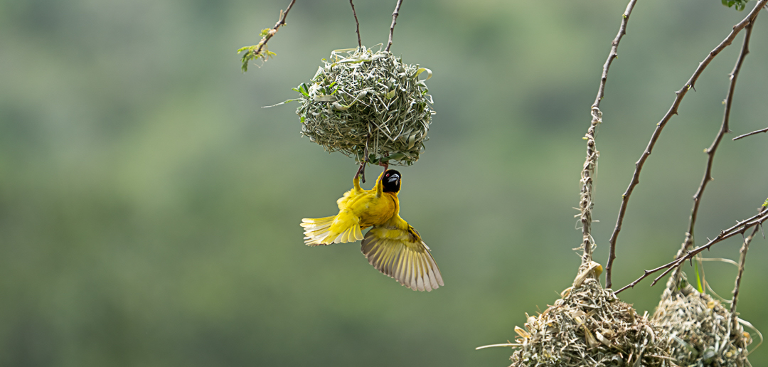 Southern Masked Weaver